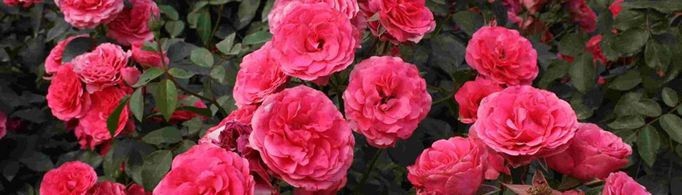 月季花的养殖方法和注意事项是什么？