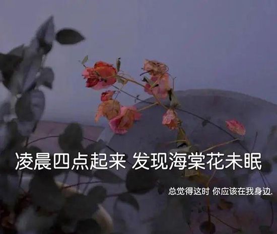 凌晨四点钟我看到海棠花未眠下一句是什么？