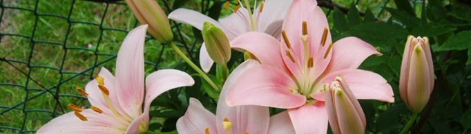 百合花的养殖方法和注意事项是什么？