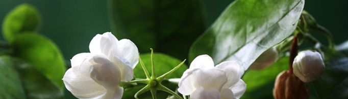 茉莉花的养殖方法和注意事项是什么？