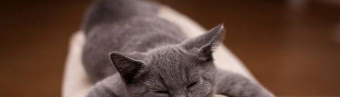 猫咪恨主人的十种表现是什么？