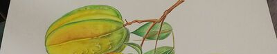 画杨桃告诉我们什么道理？