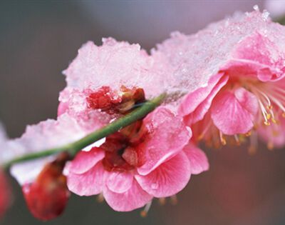 花中君子下一句是哪四个字？