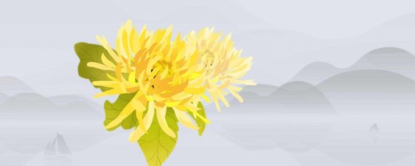 重阳节为什么要赏菊 重阳节可以送菊花吗