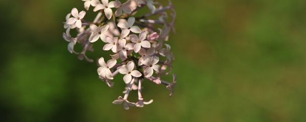 丁香花是什么颜色的 丁香花有几种颜色