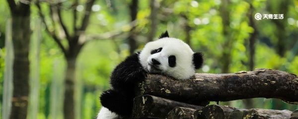 熊猫的外形特征有哪些 熊猫的外形特征是什么
