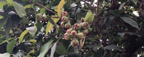 莲雾什么时候开花结果