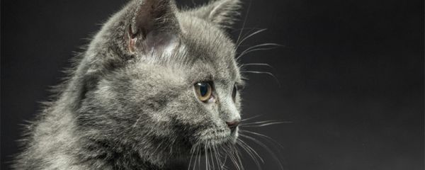 好奇害死猫是什么意思 好奇害死猫的来源