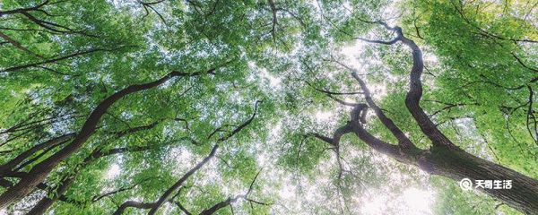 为什么常绿树的叶片能度过冬天 常绿树的叶片为什么能度过冬天