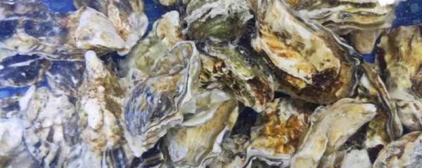 海蛎子和生蚝的区别