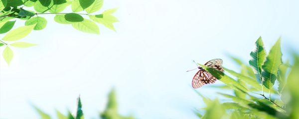 处暑是什么意思 处暑的含义
