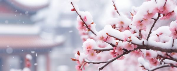 腊梅的寓意和象征