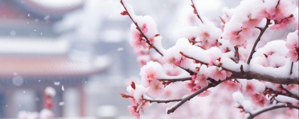 腊梅枝条怎么水养