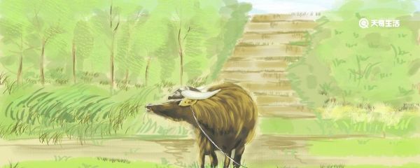 今年是什么年 今年是什么生肖年