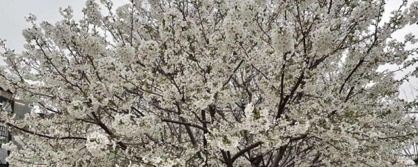 樱花和樱桃花有什么区别 分别有什么特点