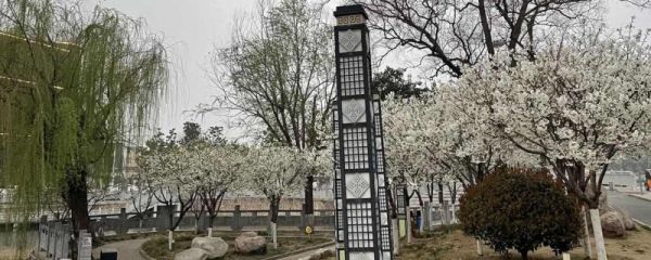 樱花花期长吗 一年开几次