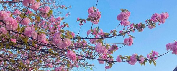 樱花几月份开放 有哪些品种