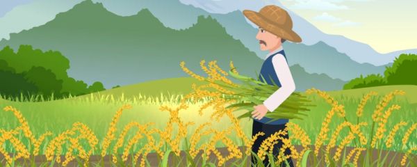 芒种是什么意思和寓意 芒种是每年什么时候