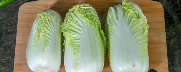 娃娃菜是转基因蔬菜吗
