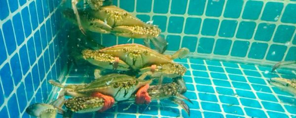 梭子蟹公的好吃还是母的