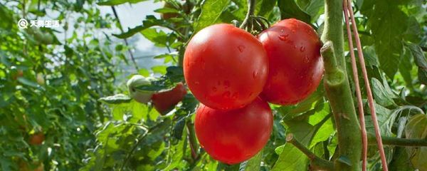 西红柿为什么是蔬菜不是水果 西红柿为什么是蔬菜