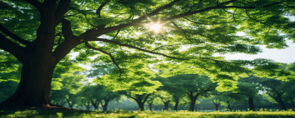 2024年6月5日芒种是几点 芒种时节天气变化