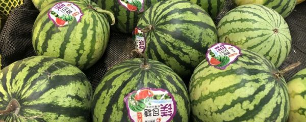 完整的西瓜可以放多久