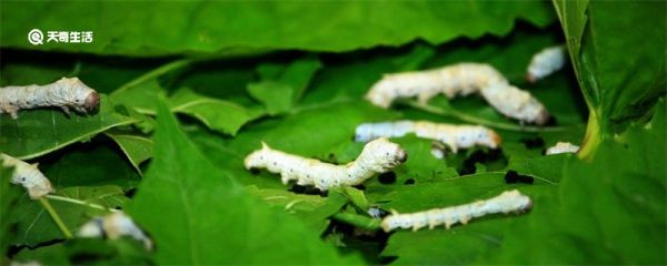 蚕结茧后多久出来 蚕结了茧后什么时候才能出来