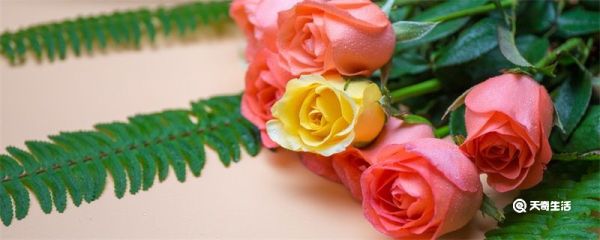 玫瑰花怎么保存成干花 玫瑰花如何保存成干花