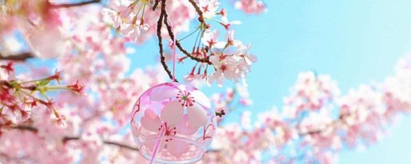 鸡鸣寺的樱花开了是什么意思 鸡鸣寺开放时间