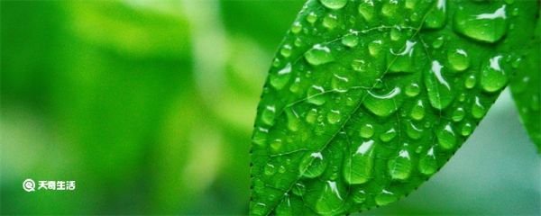 谷雨有什么讲究 谷雨有什么禁忌