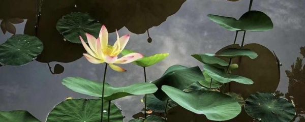 立夏时节怎样养生 立夏养生要注意什么