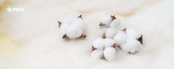 bci棉花有哪些品牌 良好棉花到底是什么
