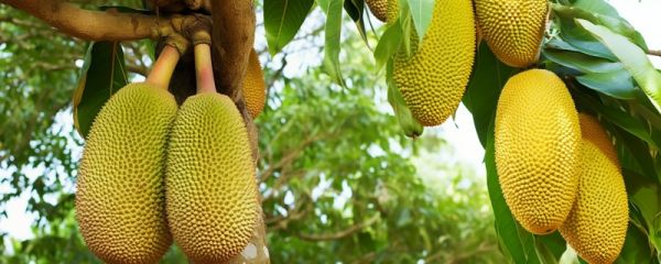 怎样剥菠萝蜜不粘手