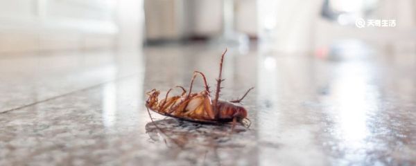 蚊香能熏死蟑螂吗 蚊香可以熏死蟑螂吗