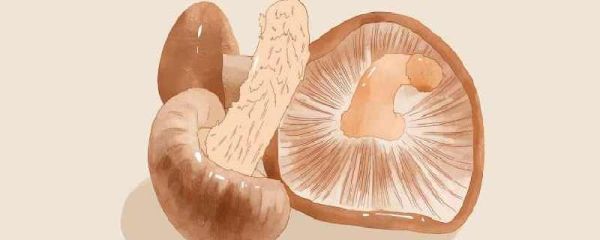 新鲜香菇适合放冷藏还是冷冻
