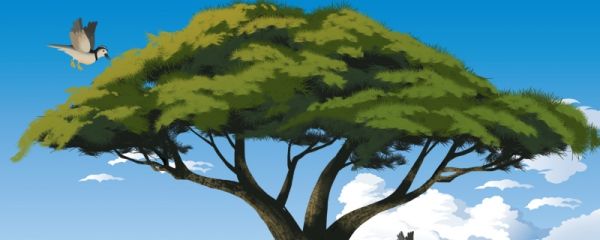 树木身上长有疙疙瘩瘩的“树瘤”是什么 2024.1.3蚂蚁庄园答案