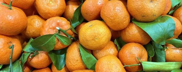 蜜桔几月份成熟上市 蜜桔的产地有哪些