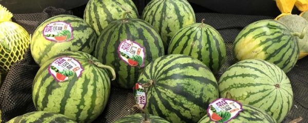 8424西瓜是谁发明的 8424西瓜品种特性