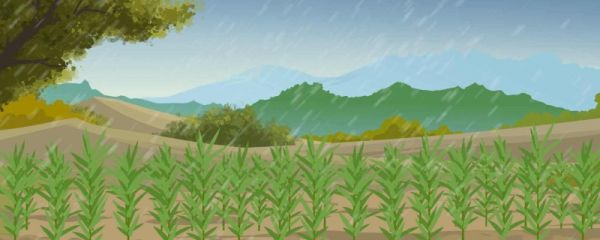 中伏下雨什么意思 中伏适合种什么蔬菜