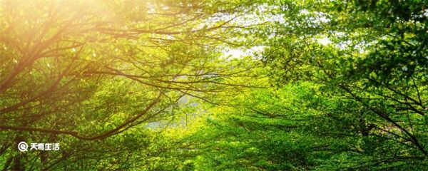 香樟树主要分布在长江以南还是北 香樟树分布在长江以南还是以北