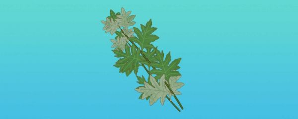 芒种节气有什么风俗 今年芒种是哪一天