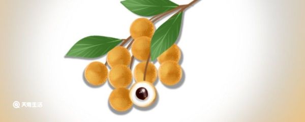 新鲜龙眼可以直接晒干吗 新鲜龙眼可以晒干吗