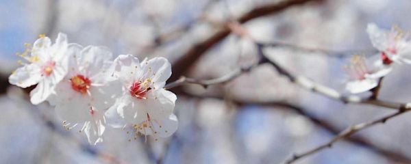 闰月年为什么不能上坟添土 闰月有什么讲究吗