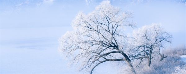 忽如一夜春风来千树万树梨花开是什么季节 忽如一夜春风来千树万树梨花开描写的什么季节