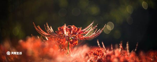 彼岸花是什么意思 彼岸花的意思