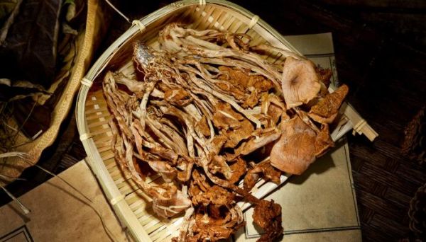 干鸡枞菌泡多久 干鸡枞菌需要泡多久