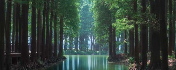 生态木是什么材料制成的 生态木的材质