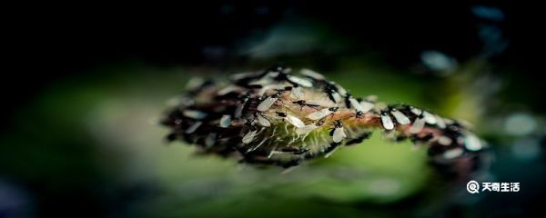 家里飞蚁怎么消灭 怎么才能消灭飞蚁