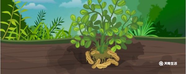 带壳花生煮多久才能熟 带壳花生煮多久时间才能熟
